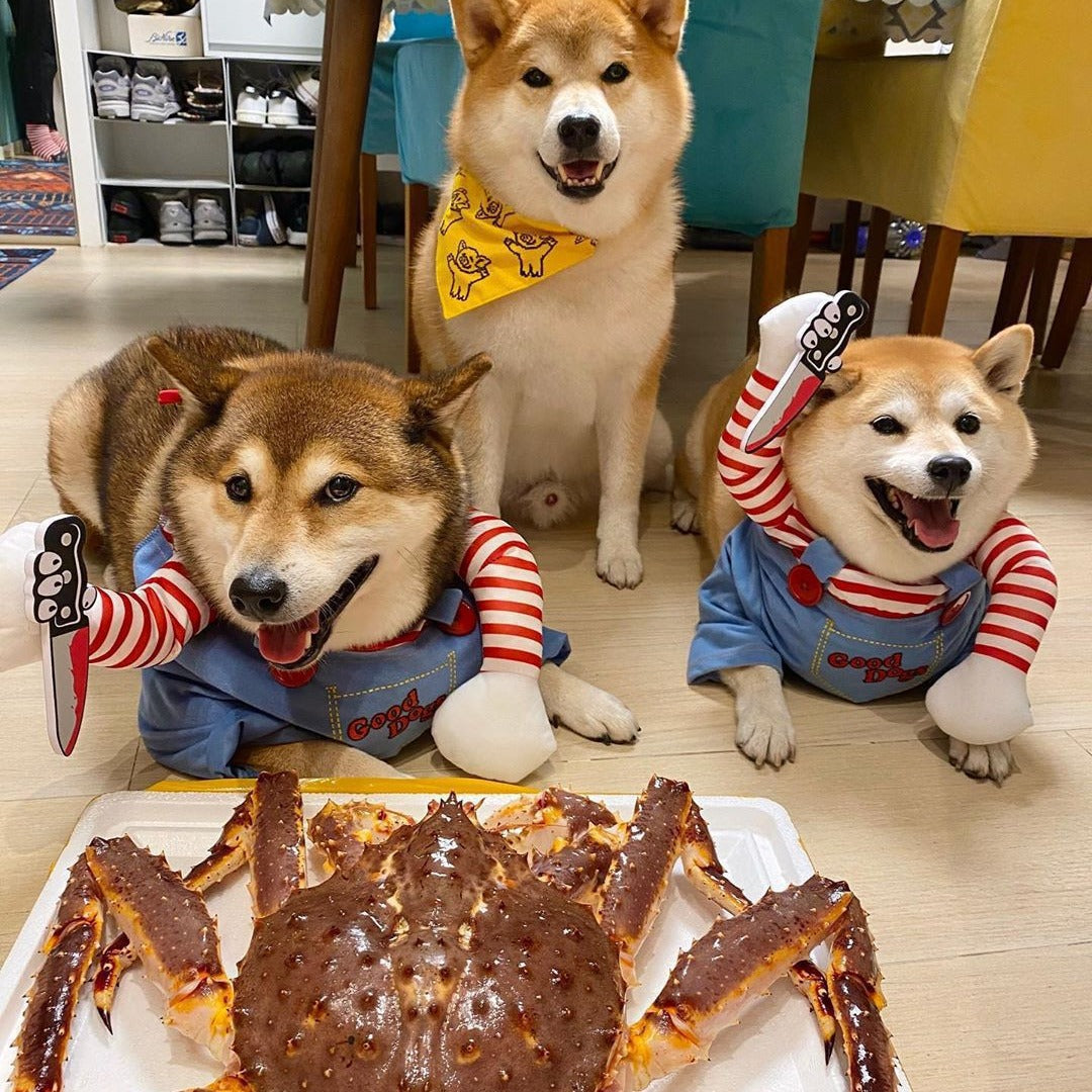 Halloween Dog Costume